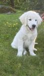 Golden retriever valp vid namn Meisa