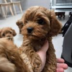 Underbara cavapoo valpar 