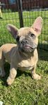 Fransk bulldog levklara