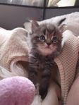 Kattungar söker kärleksfulla hem