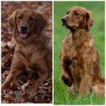 Golden Retriever ( Jaktgolden) valpar 