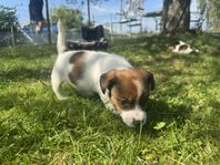 Jack Russell terrier, släthåriga 