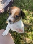 Jack Russell terrier, släthåriga 