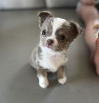 Underbara Chihuahua valpar