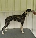 whippet tik