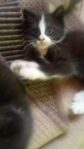 kattunge 