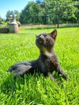 Fantastisk kattunge, hane