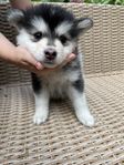 Finsk Lapphund valpar