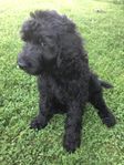 Labradoodle F2 han valp . Lev.klar