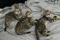 Kattunge vaccinerad och id-märkt