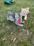 kattungar