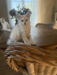 Maine Coon med stamtavla leveransklar