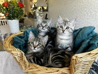 Kattungar, ID-chippade och vaccinerade
