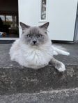 Trevligaste ragdoll katterna med stamtavla  
