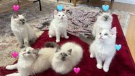 Ragdoll kattungar 