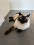 Ragdoll - omplacering