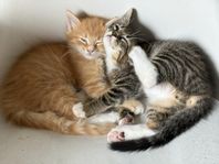 flyttklar kattunge 