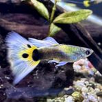 Yellow Tuxedo Guppy