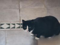 underbar hankatt