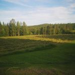 Hö i småknippen