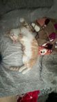 kattunge