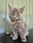 Maine Coon / Norsk skogskatt / Bondkatt