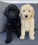 Labradoodle valpar väntas
