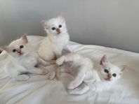 Ragdoll kattungar 