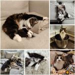 Norsk skogskatt/Mainecoon