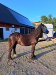 nordsvensk valack