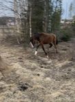 Blivande stjärna!