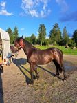 nordsvensk sto