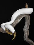 Kungspyton - Black Pastel Enchi Pied