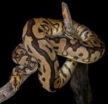 Kungspyton - Spotnose Clown