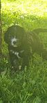 cavapoo valp