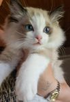 Ragdoll kattunge med registrerad stamtavla 