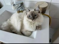 Ragdoll hane till avel