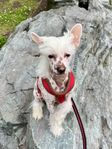 Chinese crested dog-hane (naken)