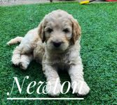 Multigenerations Labradoodle 