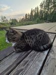 Lussan söker tryggt hem som utekatt