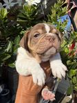 Fransk Bulldog Sv födda