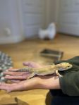 Leopardgecko 