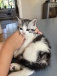 Gosig kattunge (chippad)