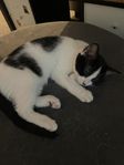 kattungar