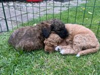 fina Labradoodles f4 fällfria 