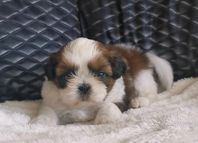 Shihtzu valpar med stamtavla