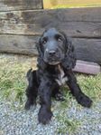 Leveransklara Cocker spaniel