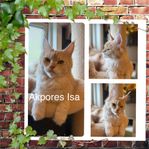 Fertil avels Maine coon hona