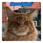 Fertil Maine coon hane