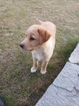 Labrador, Australian Sheperd korsning